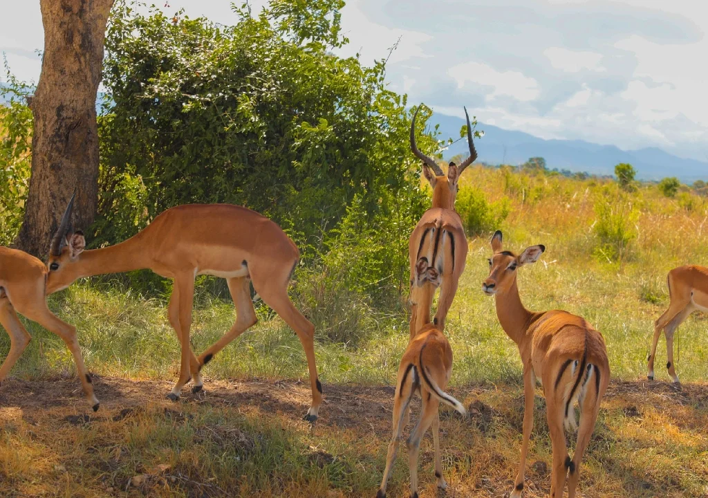 kenya safari and beach package, 5 Day Luxury Tanzania Safari
