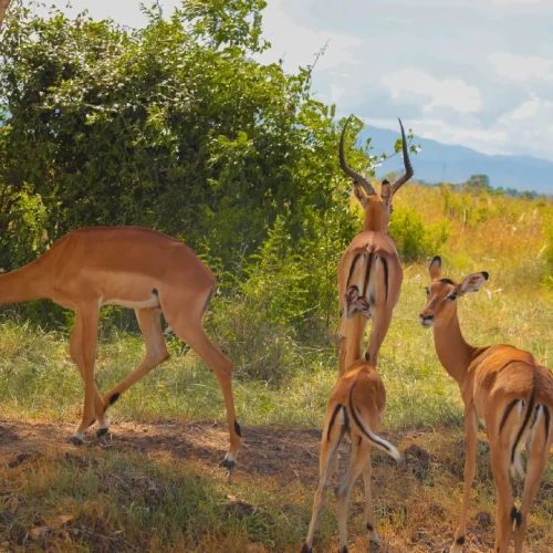 kenya safari and beach package, 5 Day Luxury Tanzania Safari