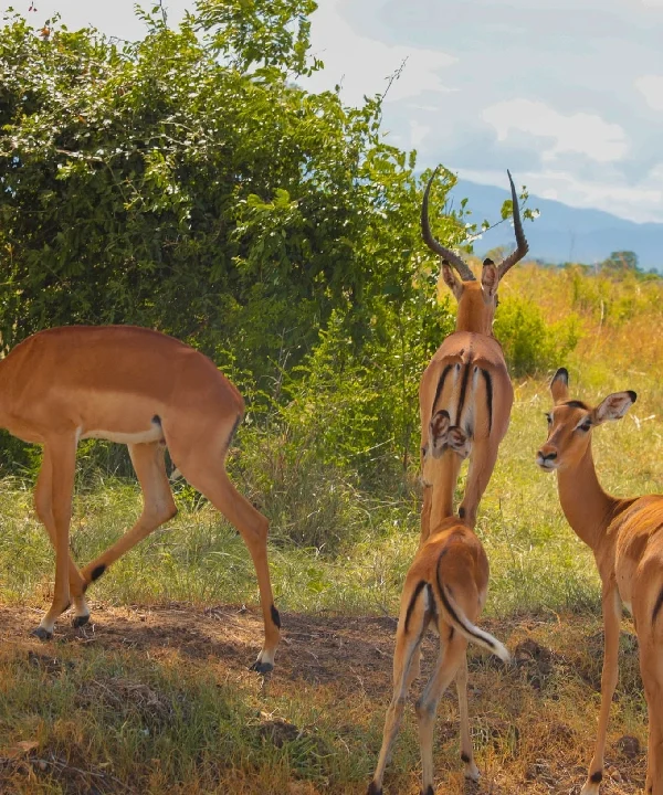 kenya safari and beach package, 5 Day Luxury Tanzania Safari