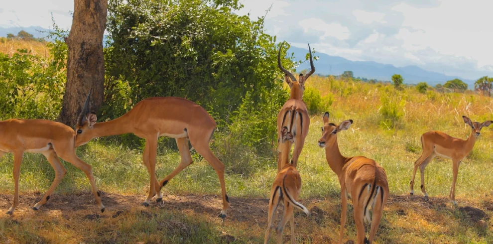kenya safari and beach package, 5 Day Luxury Tanzania Safari