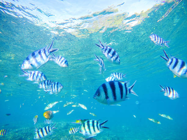 Visit Kisite Marine Park with Crystal Tours Kenya