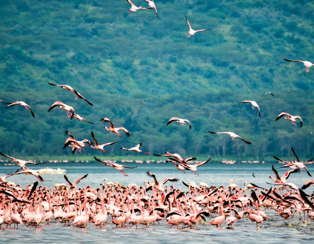 Lake nakuru national park, lake nakuru flamingoes