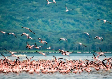 Lake nakuru national park, lake nakuru flamingoes, lake nakuru national park safari, lake nakuru safari, Lake Nakuru Safaris