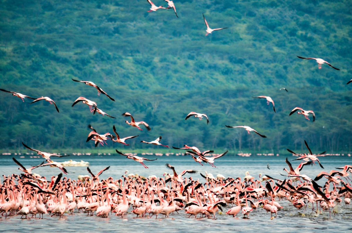 Lake nakuru national park, lake nakuru flamingoes, lake nakuru national park safari, lake nakuru safari, Lake Nakuru Safaris