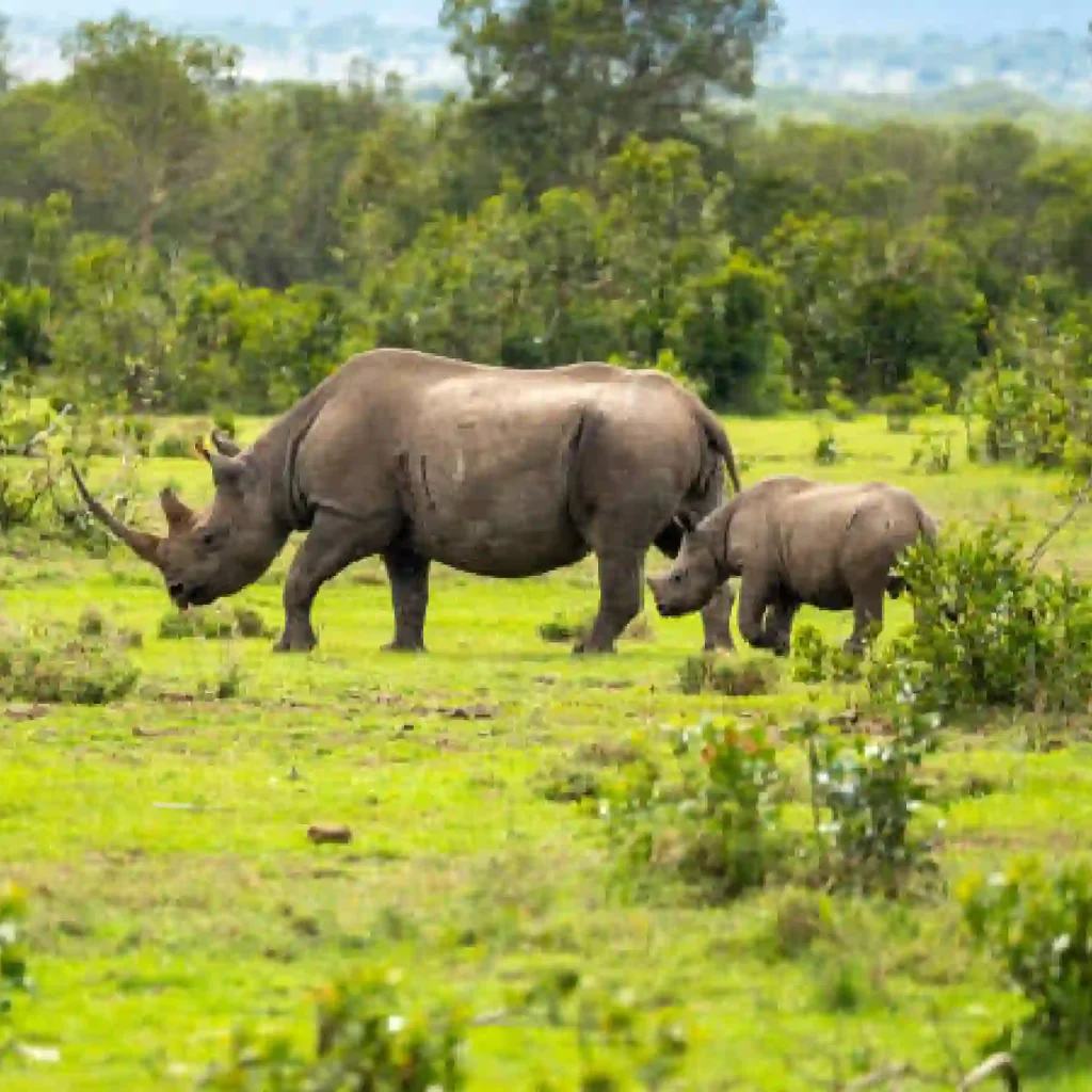 3-Day Fly-In Fly-Out Tanzania Luxury Safari
