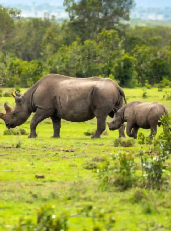 kenya rhino safari, 8-Day Kenya Luxury Safari, Laikipia safari package, 3-Day Fly-In Fly-Out Tanzania Luxury Safari, laikipia safari, 9 Days Kenya Rift Valley Safari