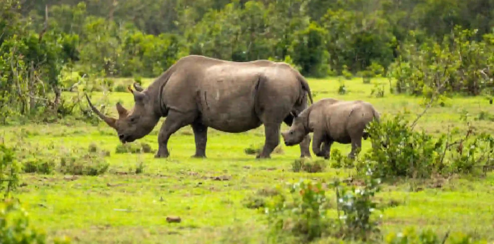 3-Day Fly-In Fly-Out Tanzania Luxury Safari