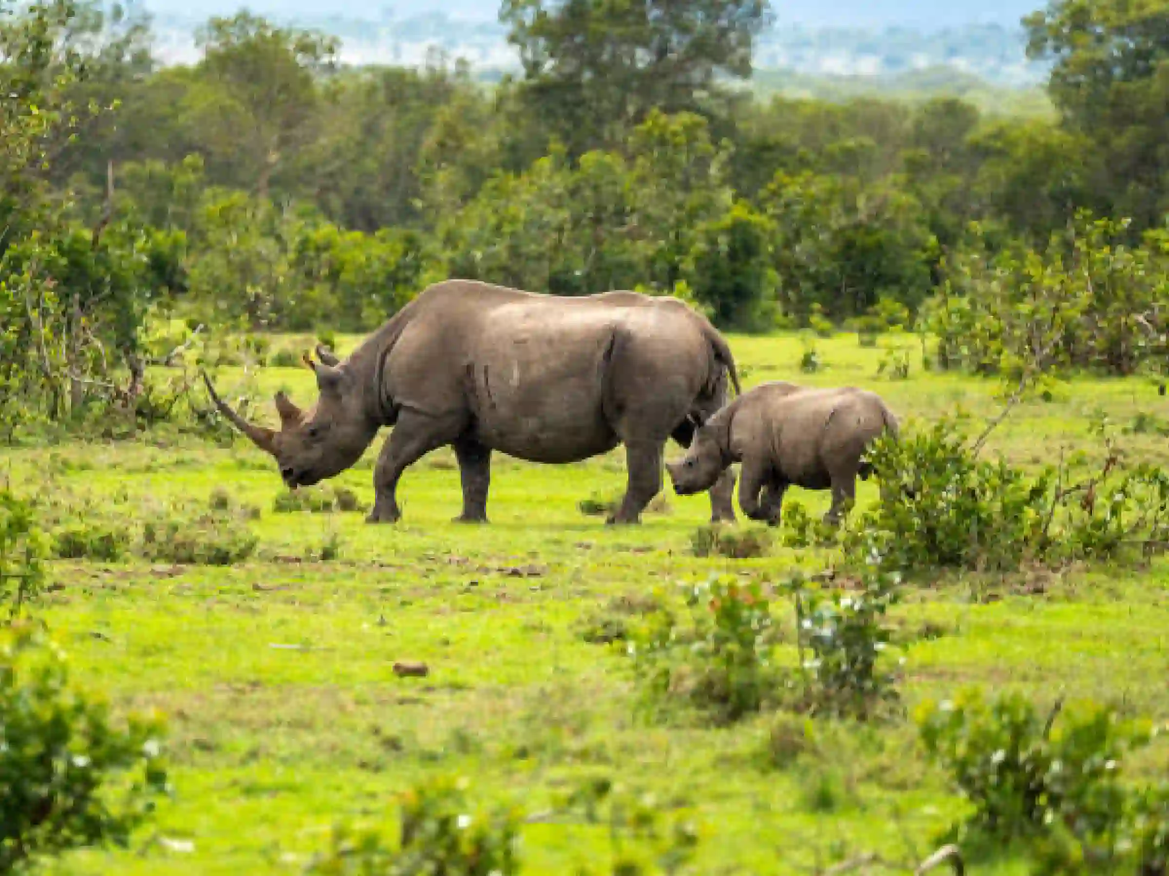 3-Day Fly-In Fly-Out Tanzania Luxury Safari