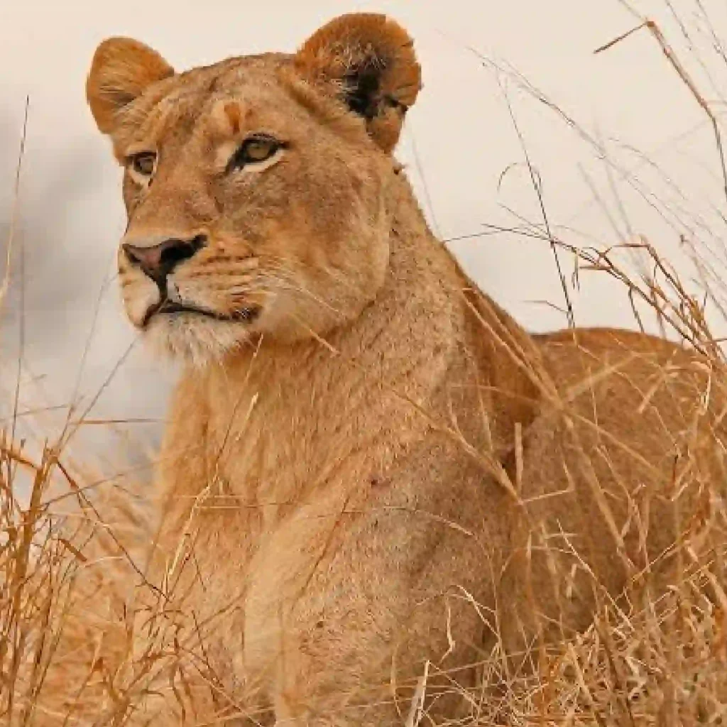 Meru National Park Safari Online Booking at Crystal Tours Kenya