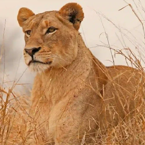 Explore All Safaris & Tours​, Kenya and Tanzania safari, Kenya Wildlife Safari, Kenya Safari