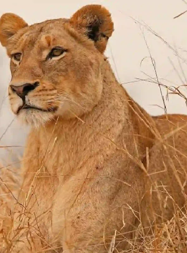 Explore All Safaris & Tours​, Kenya and Tanzania safari, Kenya Wildlife Safari, Kenya Safari