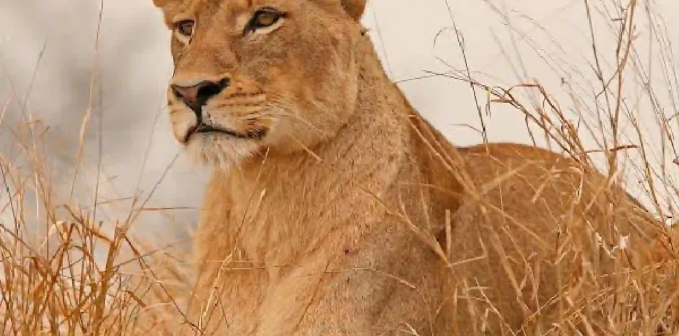 Explore All Safaris & Tours​, Kenya and Tanzania safari, Kenya Wildlife Safari, Kenya Safari