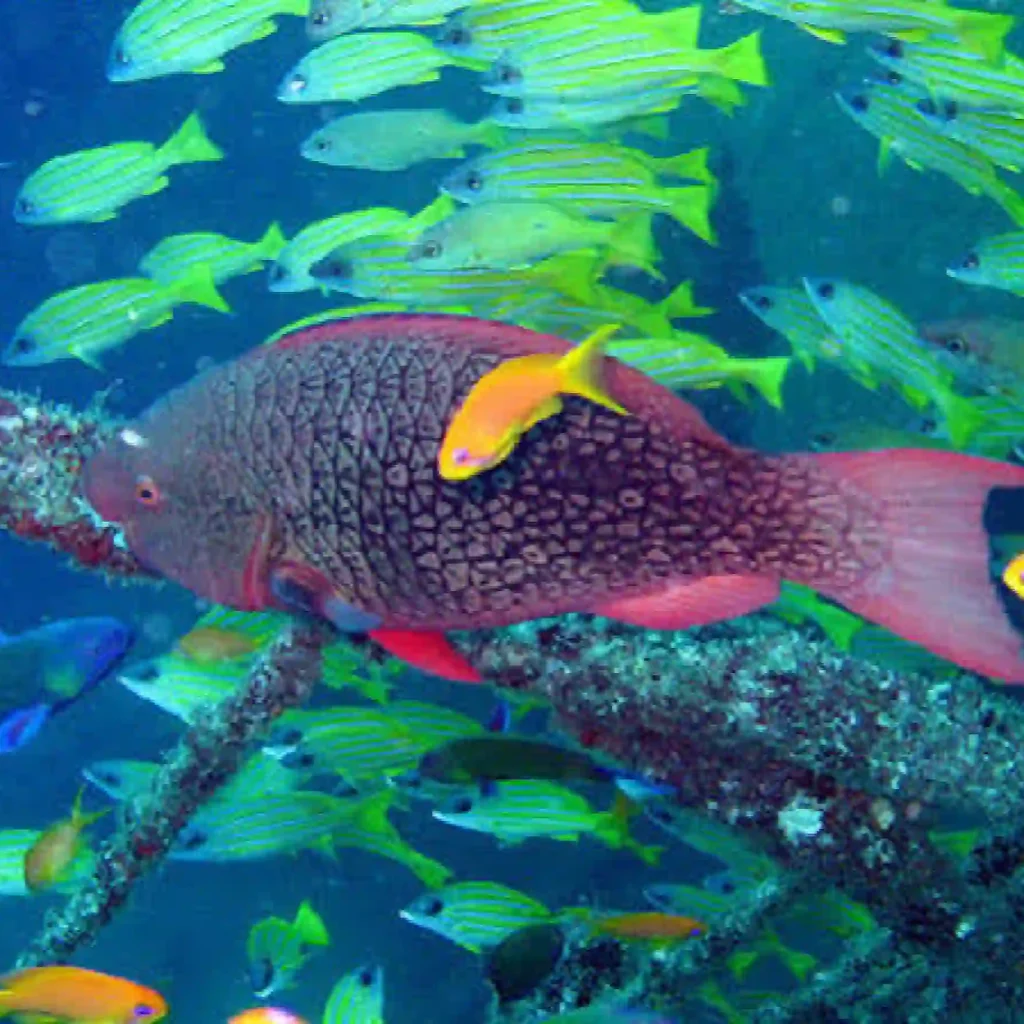 Mombasa Marine National Park Safari Online Booking at Crystal Tours Kenya