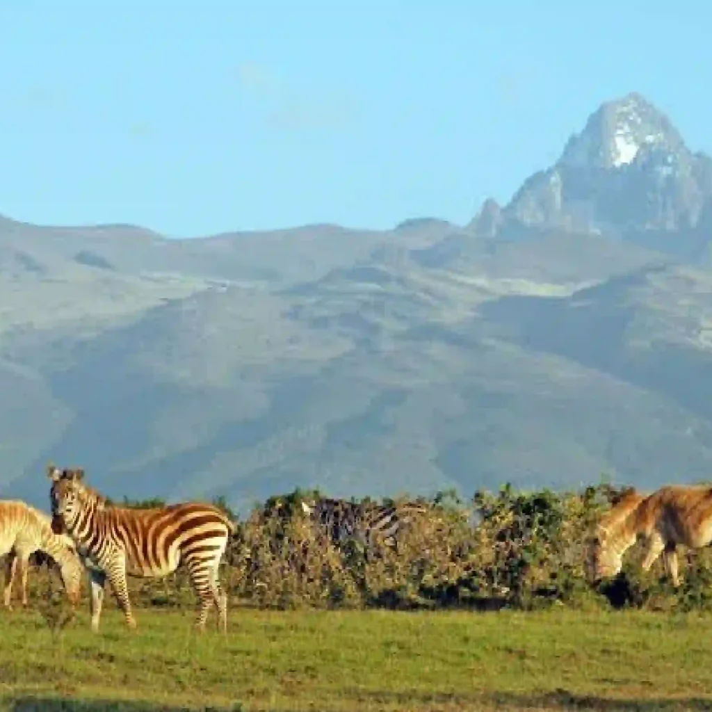 Mount Kenya Safari Online Booking at Crystal Tours Kenya