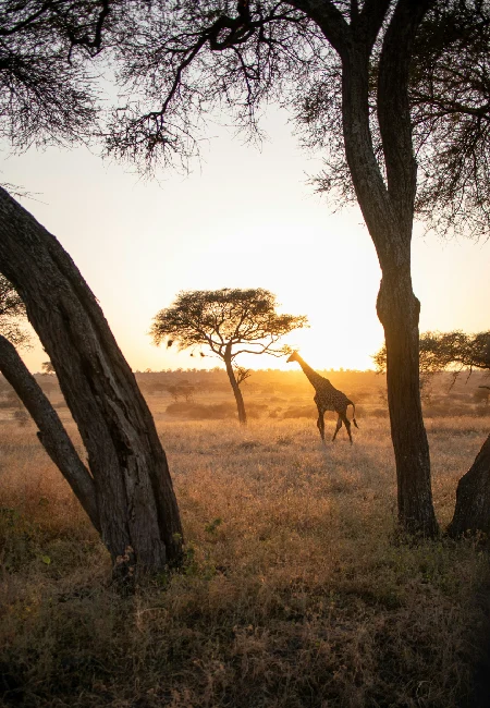 Book a Tanzania safari with Crystal, tanzania safari from zanzibar Tours Kenya, featuring a safari vehicle viewing wildlife in the Serengeti
