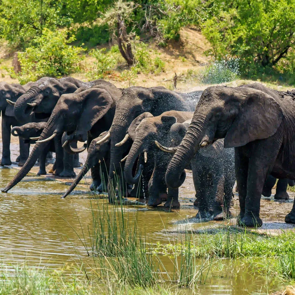 Reserves, Conservancies & National Parks in East Africa | Ultimate Safari Guide, luxury east africa safari