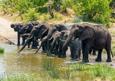 Reserves, Conservancies & National Parks in East Africa | Ultimate Safari Guide