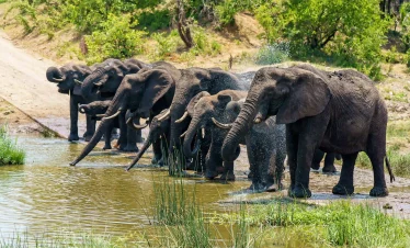 Reserves, Conservancies & National Parks in East Africa | Ultimate Safari Guide, luxury east africa safari