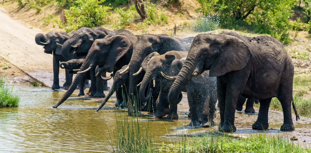 Reserves, Conservancies & National Parks in East Africa | Ultimate Safari Guide, luxury east africa safari
