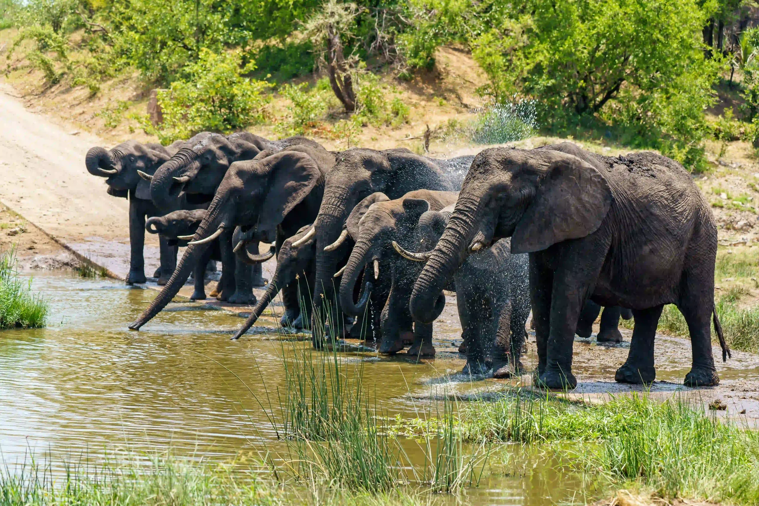Reserves, Conservancies & National Parks in East Africa | Ultimate Safari Guide