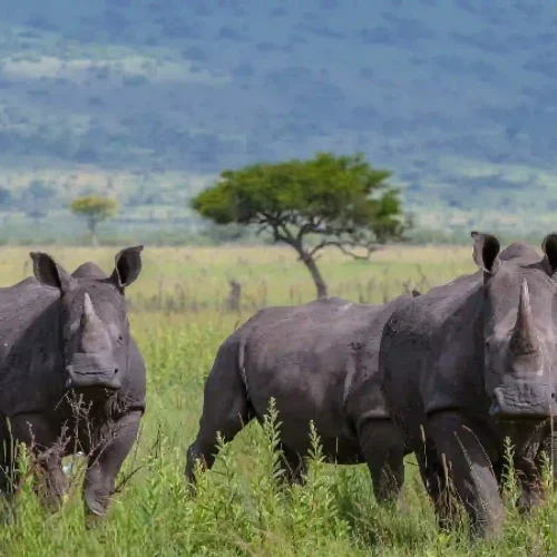 Lumo wildlife conservancy safari, rhino safari, Masai mara wildebeest migration, Eco-friendly safaris in Kenya, luxury eco-safari kenya, 9 Day Masai Mara Serengeti Manyara Safari