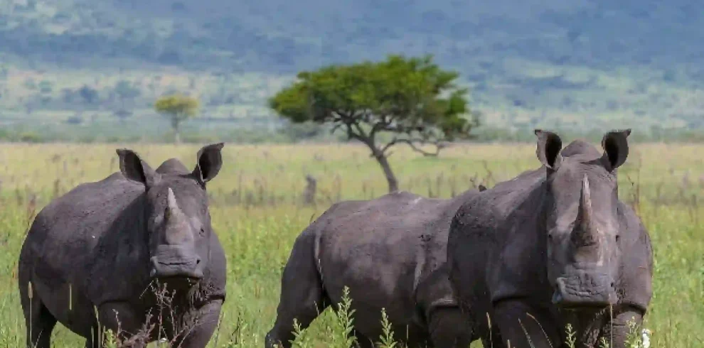 Lumo wildlife conservancy safari, rhino safari, Masai mara wildebeest migration, Eco-friendly safaris in Kenya, luxury eco-safari kenya, 9 Day Masai Mara Serengeti Manyara Safari