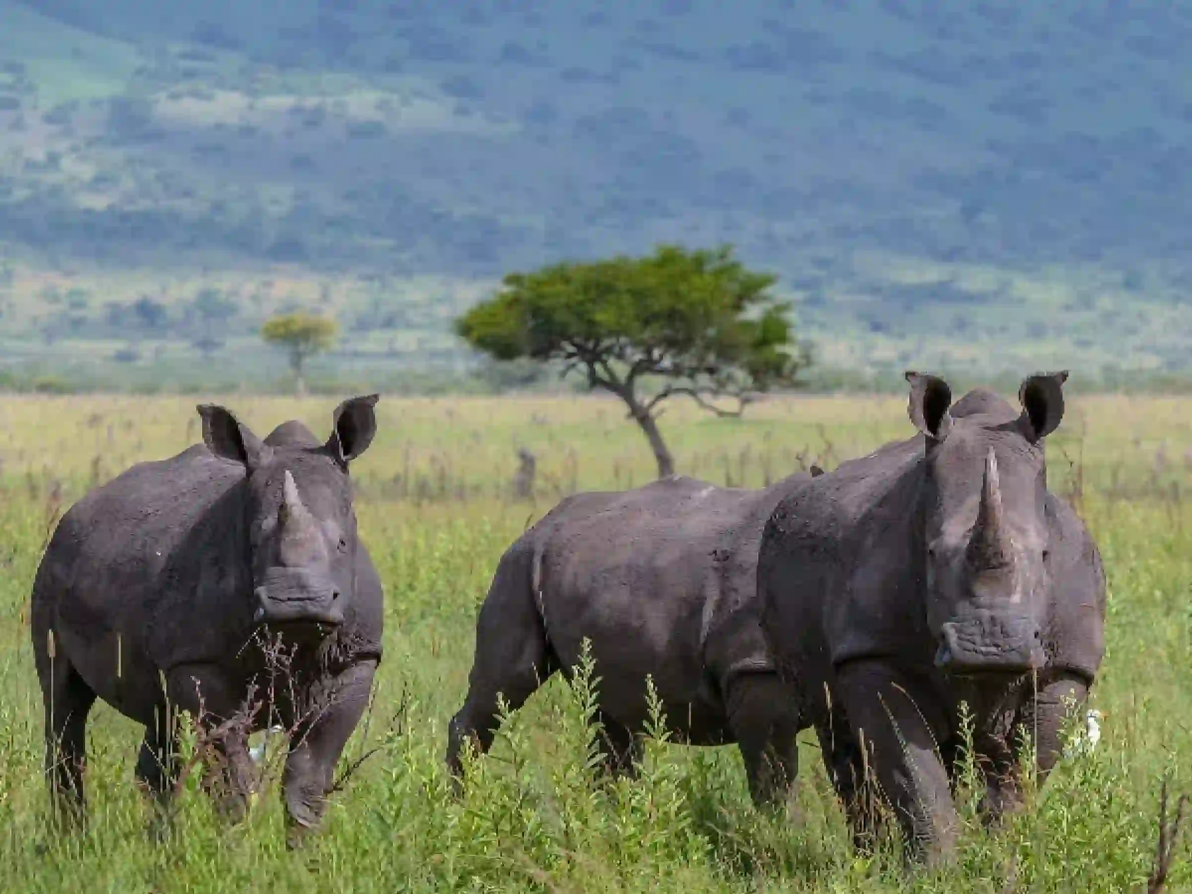 Lumo wildlife conservancy safari, rhino safari, Masai mara wildebeest migration, Eco-friendly safaris in Kenya, luxury eco-safari kenya, 9 Day Masai Mara Serengeti Manyara Safari