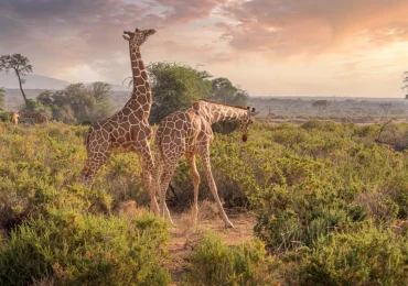 Samburu national reserve, samburu wildlife