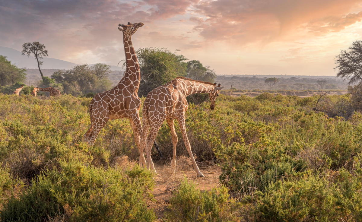 Samburu national reserve, samburu wildlife, kenya luxury safari