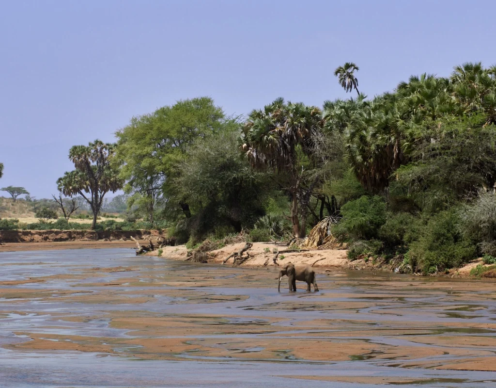 Samburu national reserve safari
