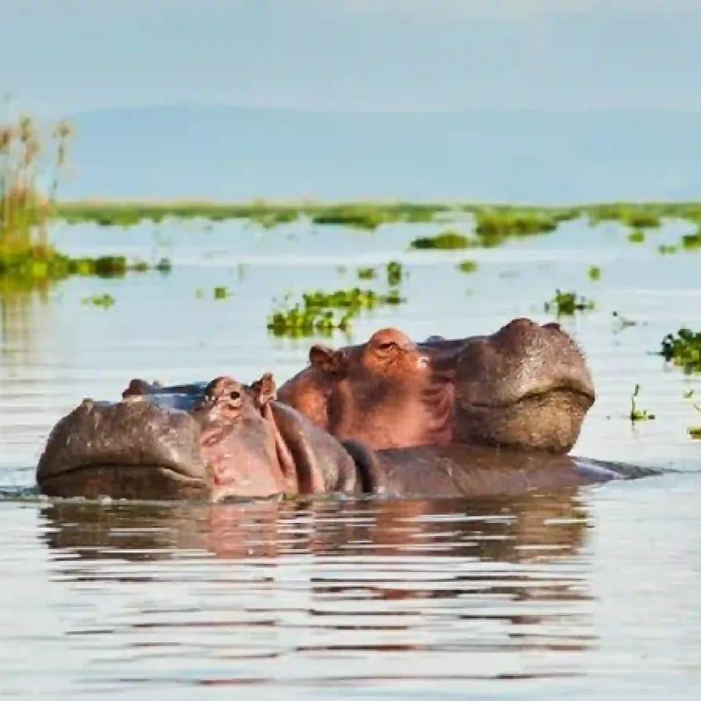 Sibiloi Safari Online Booking at Crystal Tours Kenya