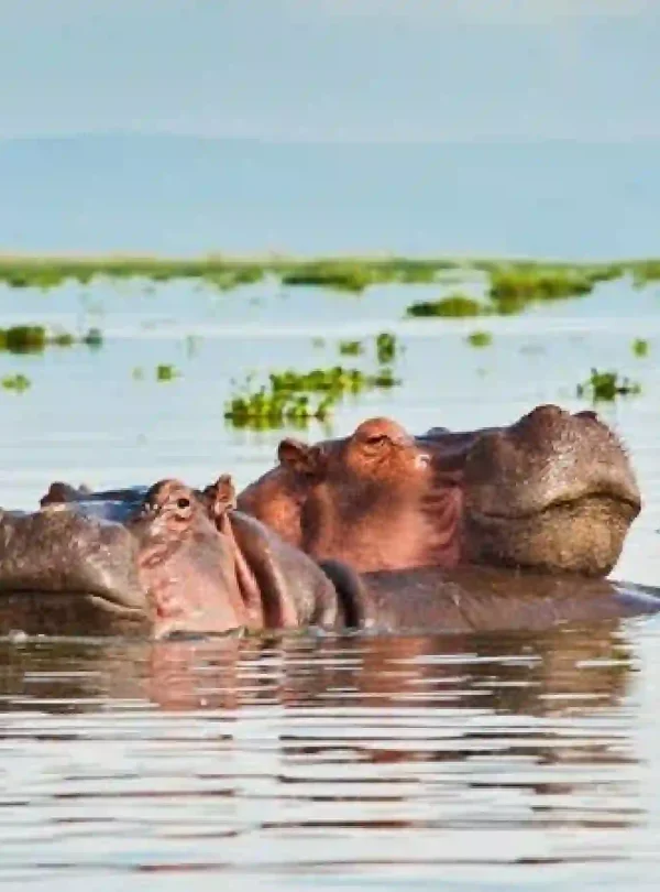 Lake Manyara National Park, Sibiloi Safari Online Booking at Crystal Tours Kenya,Ultimate 9-Day Lake Turkana Expedition Safari, 9 Days Eco Adventure Safari Kenya, luxury eco-safari Kenya