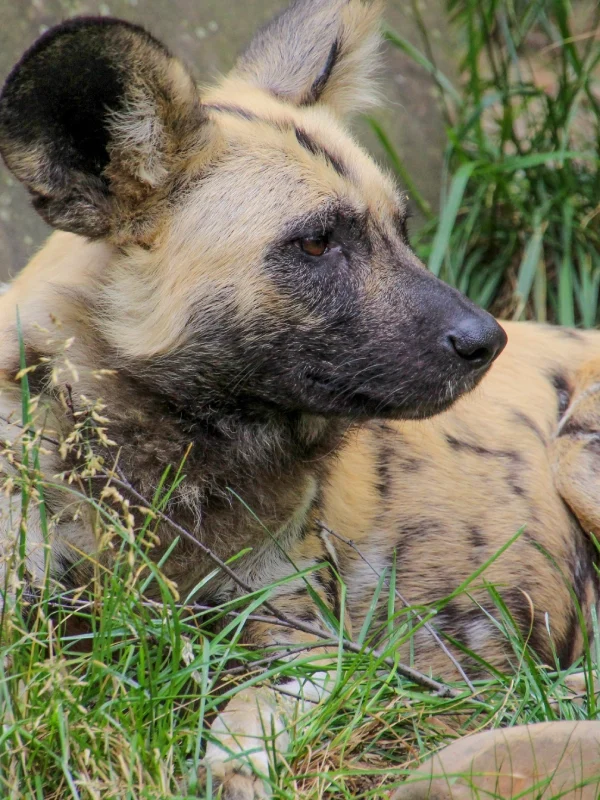 african wild dog seen in Serengeti National Park by tourist booked online by Crystal Tours Kenya, Kenya and tanzania safari