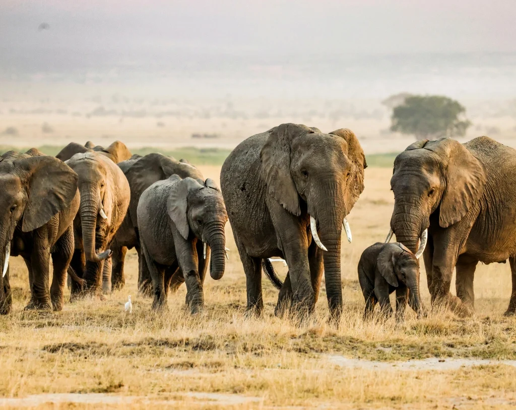 African Wildlife Checklist for Safari Travelers