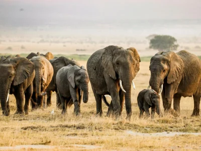 African Wildlife Checklist for Safari Travelers