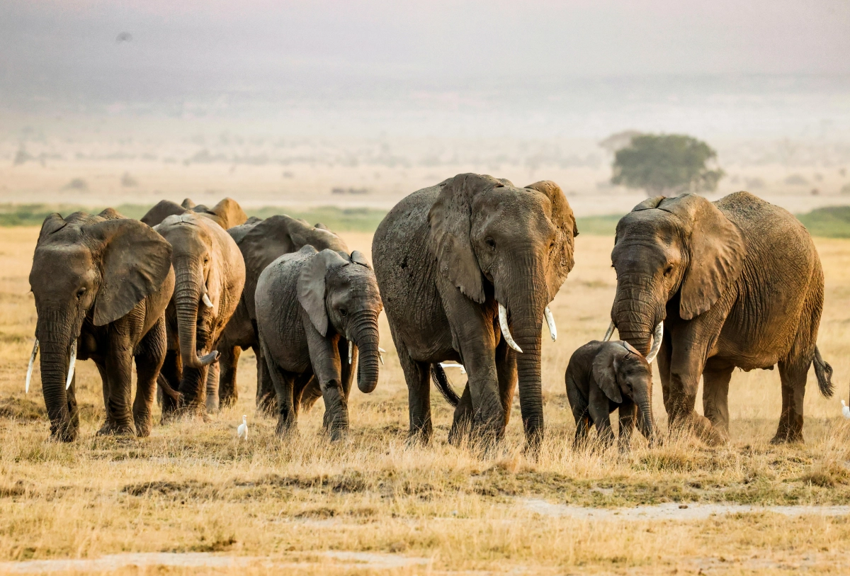 African Wildlife Checklist for Safari Travelers