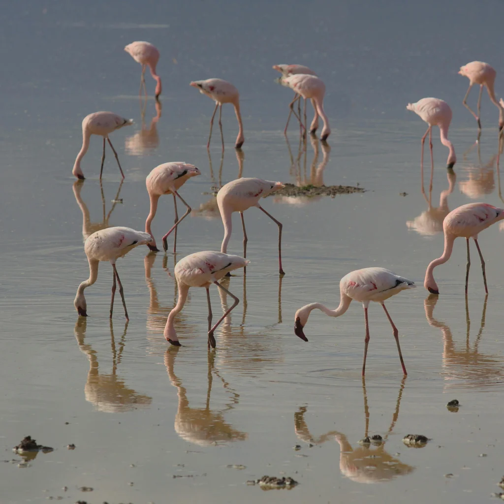 amboseli safari