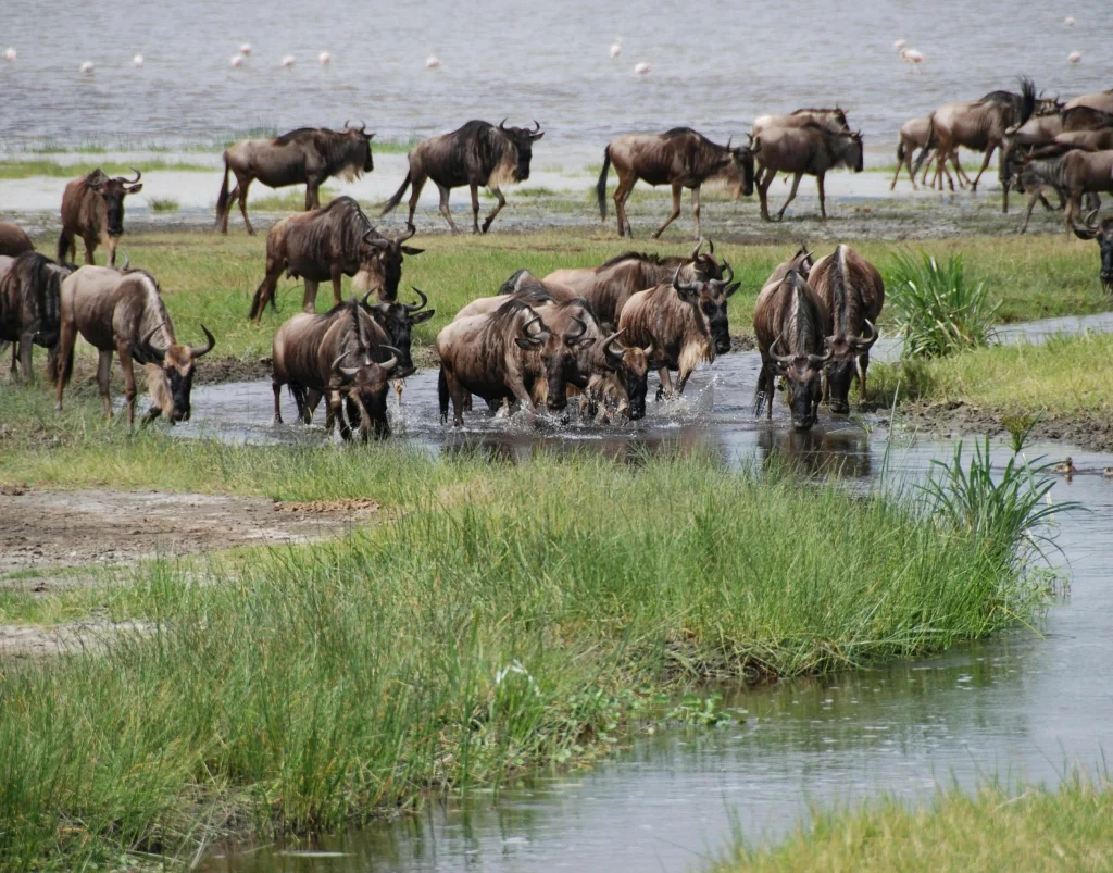 amboseli wildlife 
