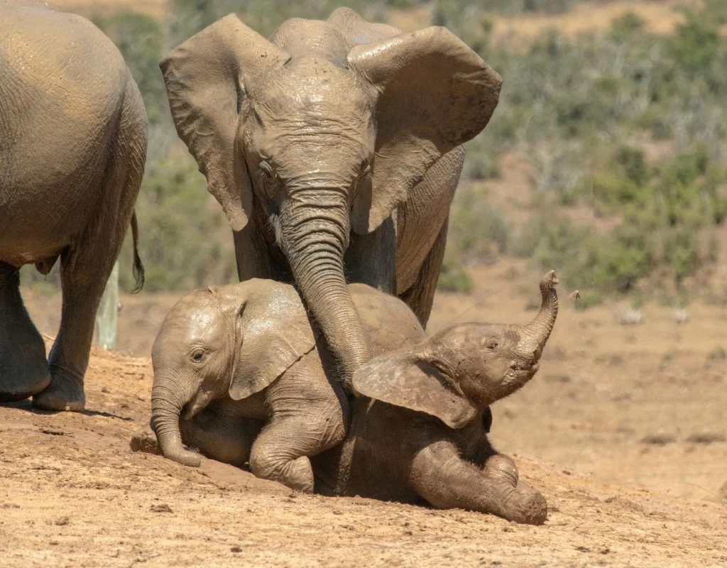 baby elephants