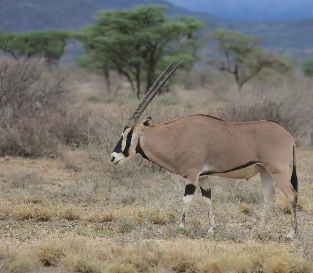 rare animals in kenya