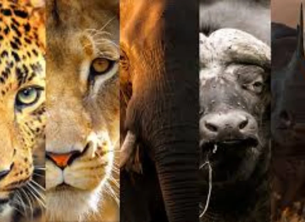 big five in Kenya, things to do on safari