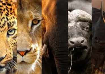 big five in Kenya, things to do on safari