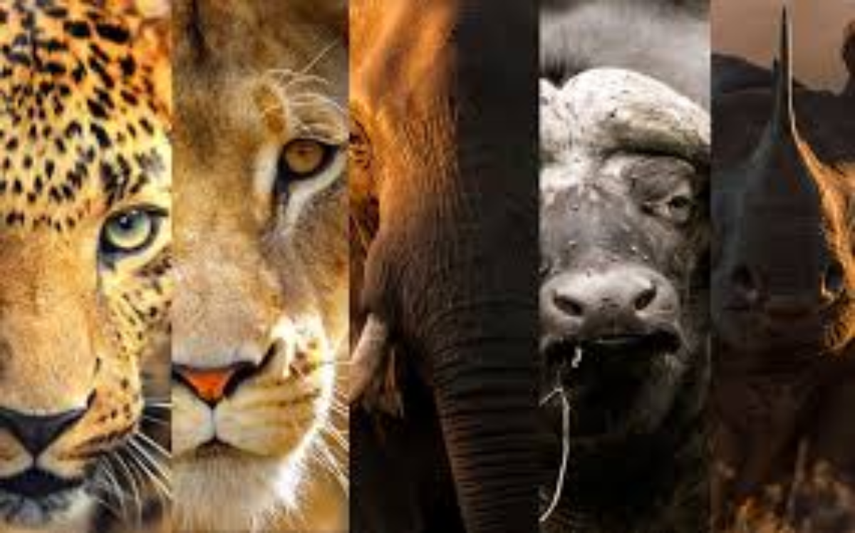 big five in Kenya, things to do on safari
