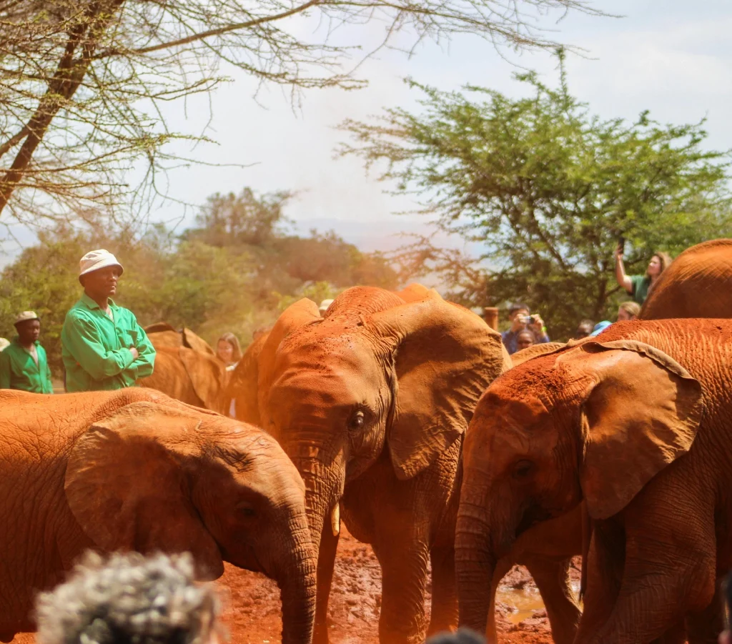 david sheldrick wildlife trust