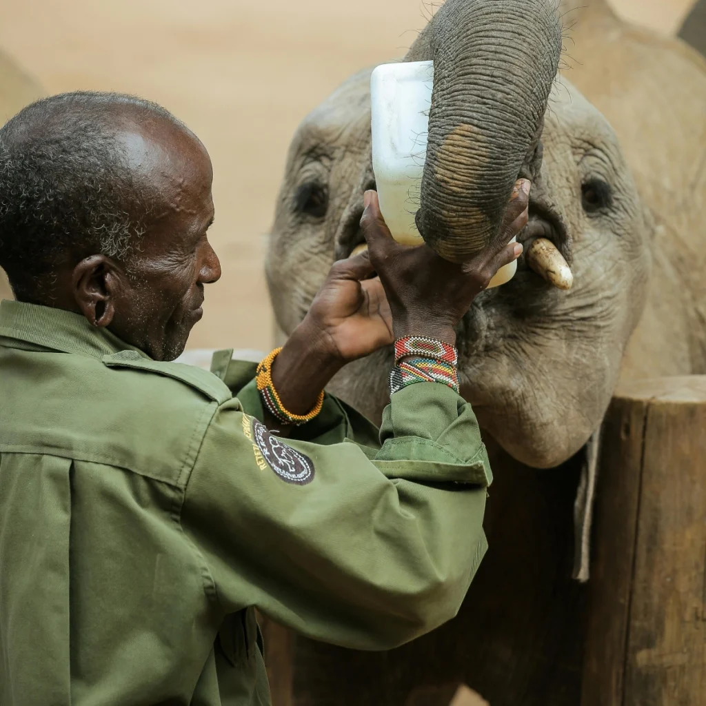 elephant adoption kenya