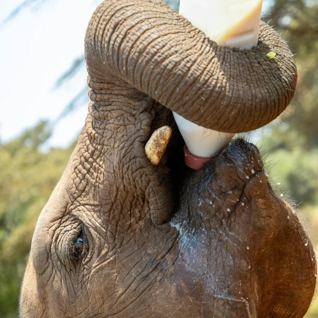 elephant orphanage nairobi