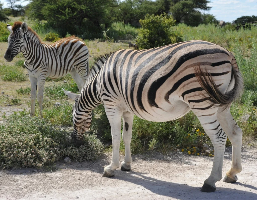 Why Crystal Tours Kenya Delivers a Tripadvisor-Worthy Safari Experience in Maasai Mara, Kenya safari and beach holiday