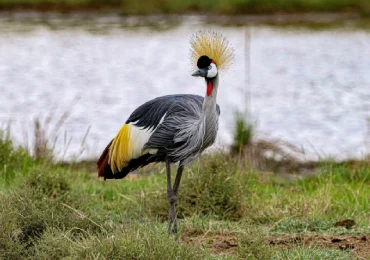 wildlife in Lake Manyara National Park