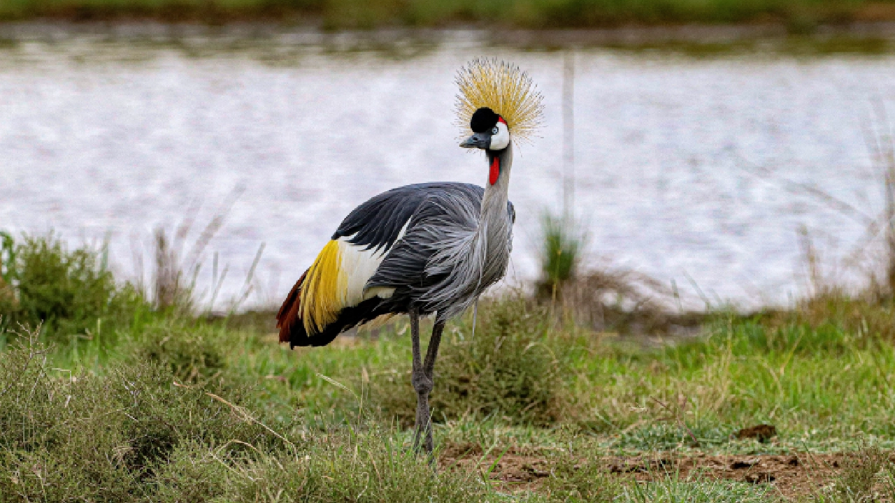 wildlife in Lake Manyara National Park