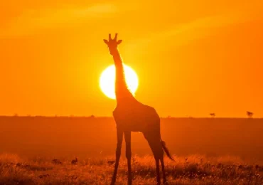 Book a Kenya safari with safari vehicle viewing with Crystal Tours Kenya in Mara savannah, east africa migration safari, Kenya safari package, morning vs. evening game drives, Masai Mara safari